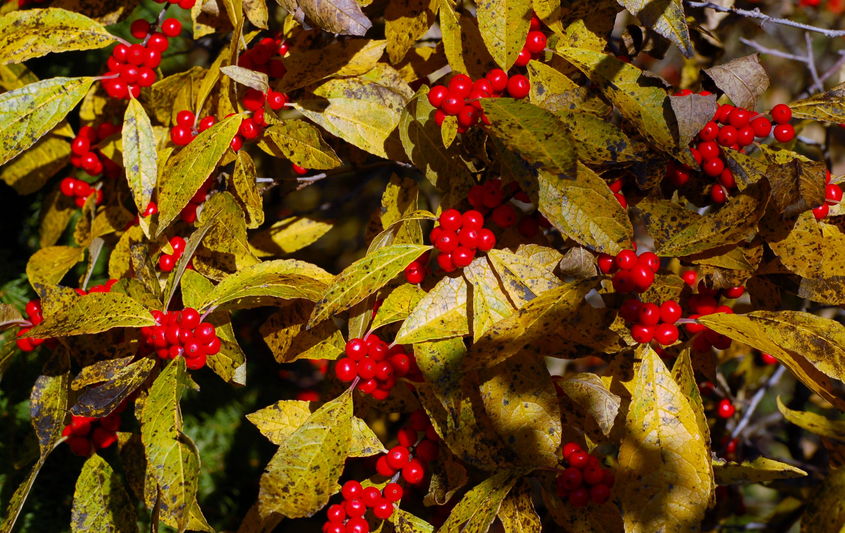 Ilex Verticillata 'Winter Red - Pépinière Cramer Inc.