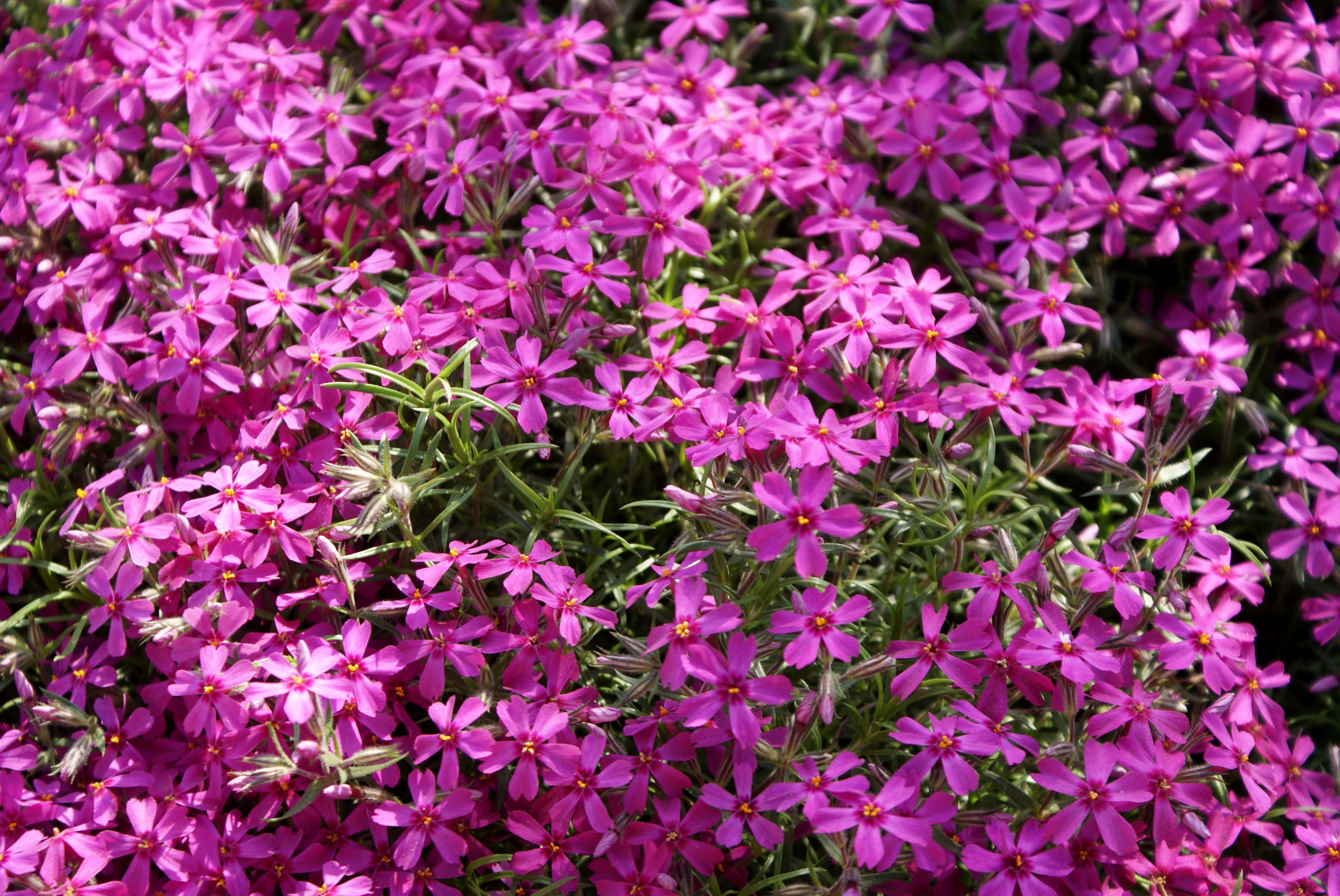 Phlox Sub. ‘Atropurpurea’ - Pépinière Cramer Inc.