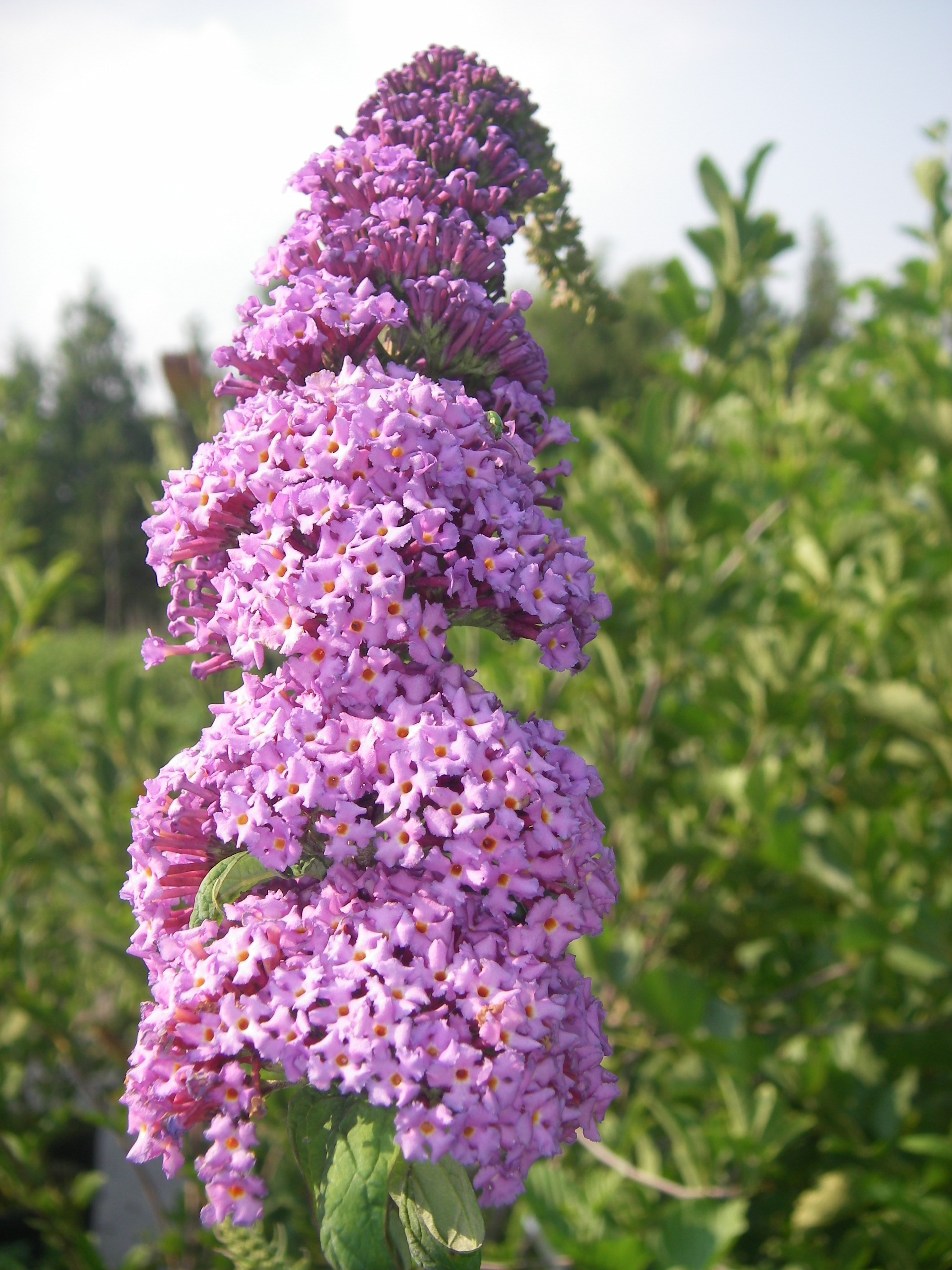 Buddleia Davidii 'Charming' - Pépinière Cramer Inc.