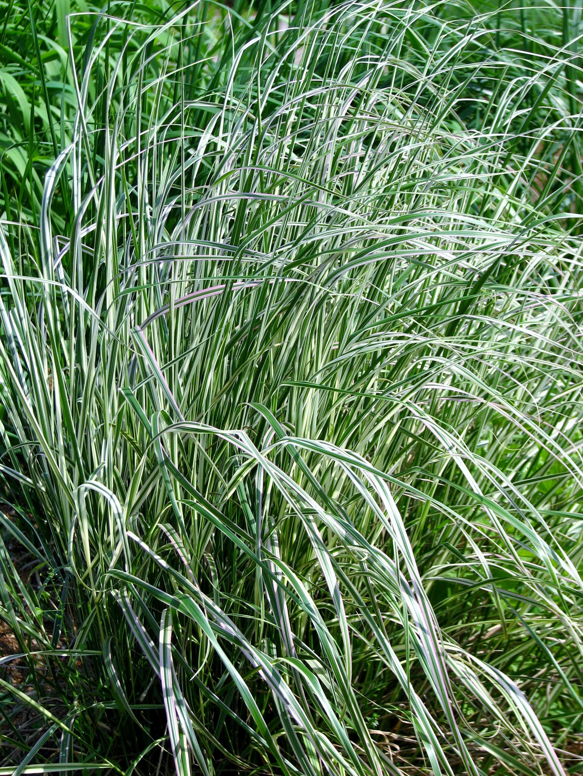 Calamagrostis x acu. 'Overdam' - Pépinière Cramer Inc.