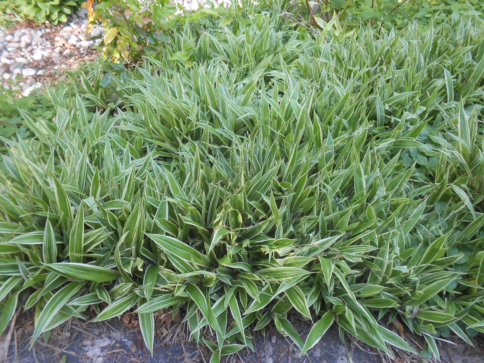 Carex morrowii 'variegata'