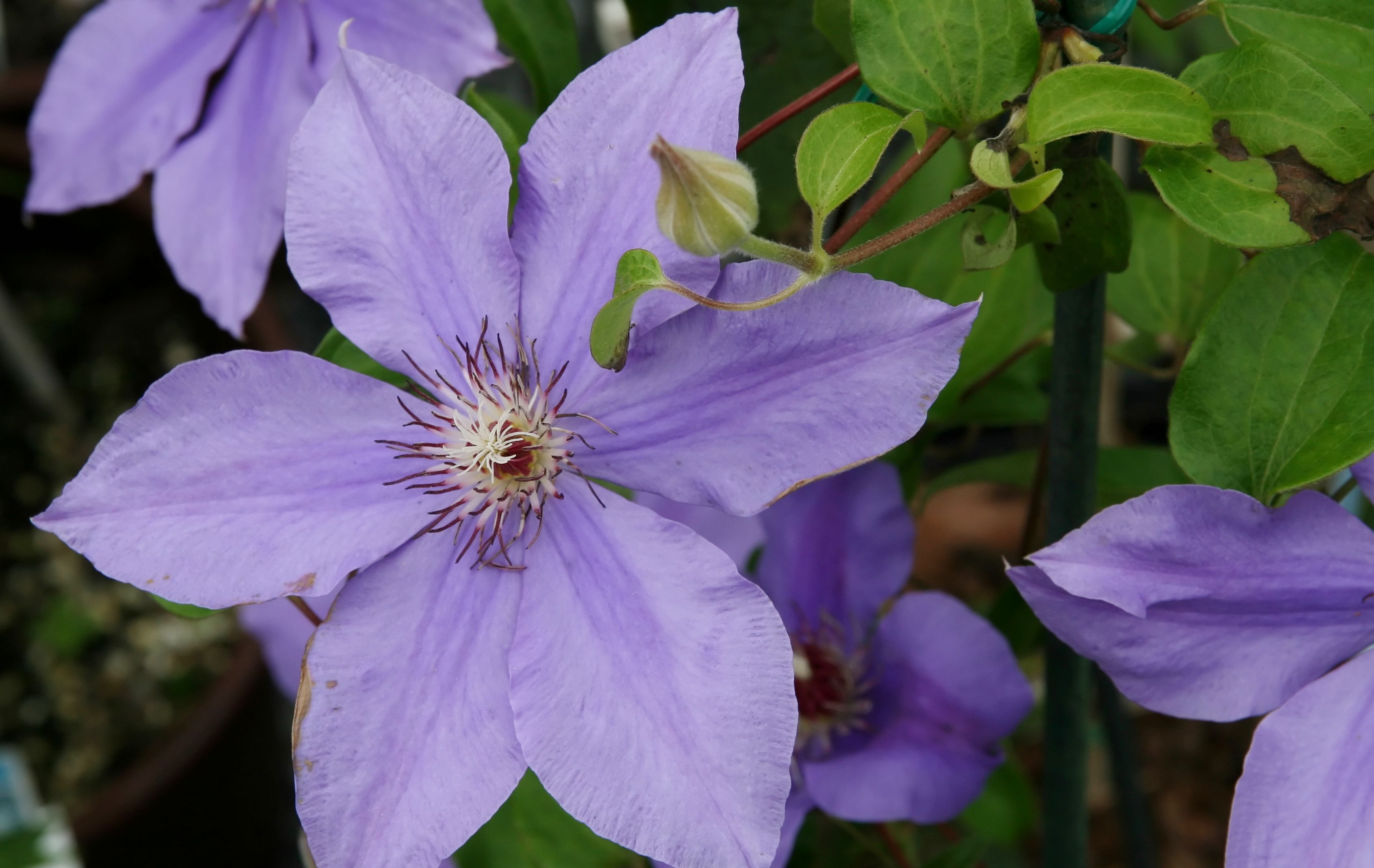 Clematis Ramona Pépinière Cramer Inc