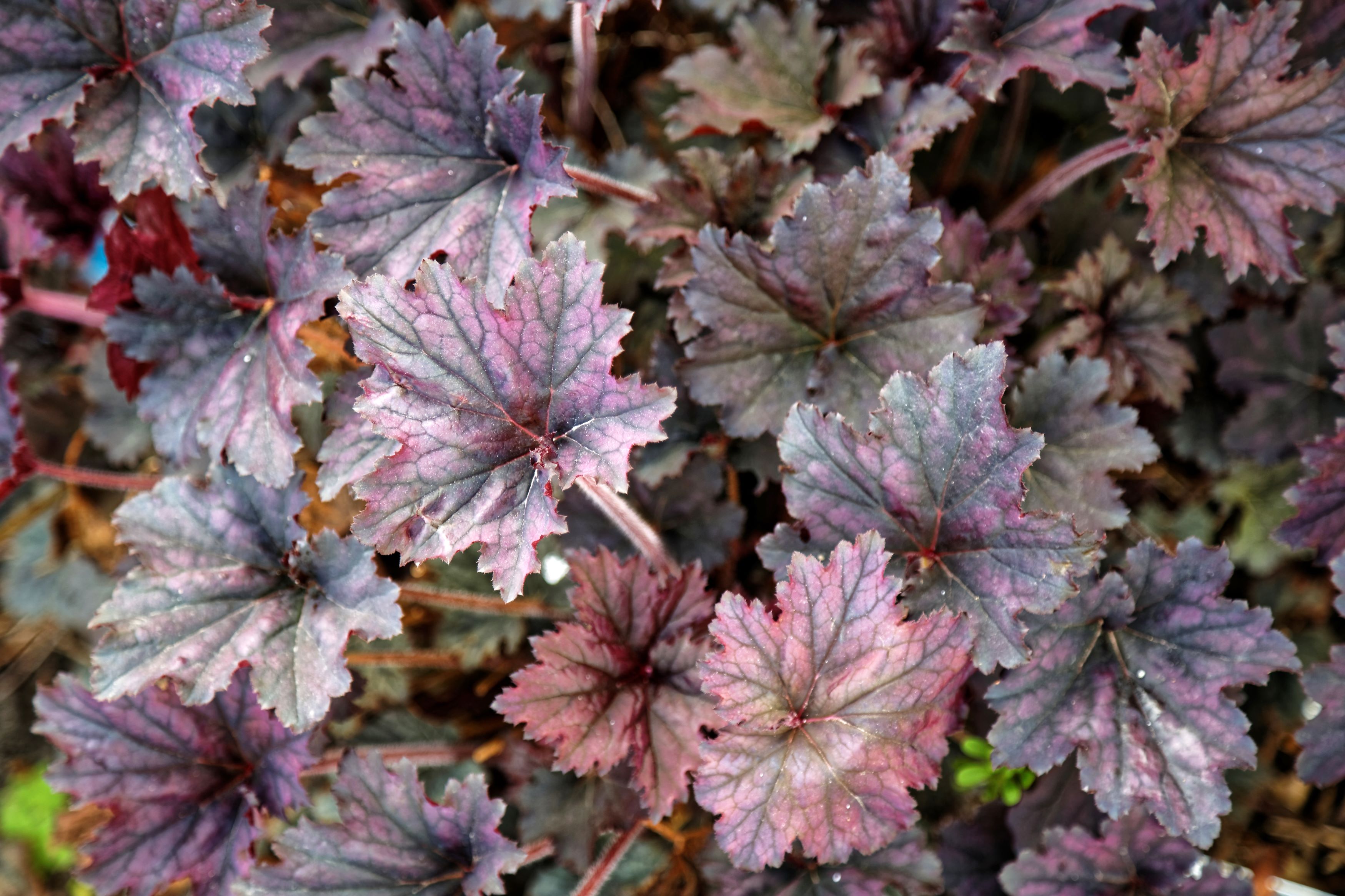 Heuchera Frosted Violet - Pépinière Cramer Inc.