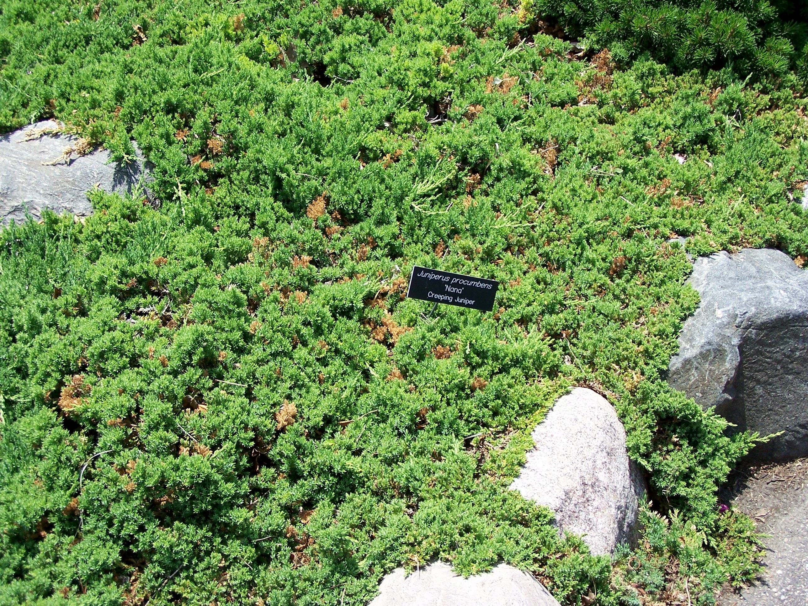 Juniperus Procumbens 'Nana' - Pépinière Cramer Inc.