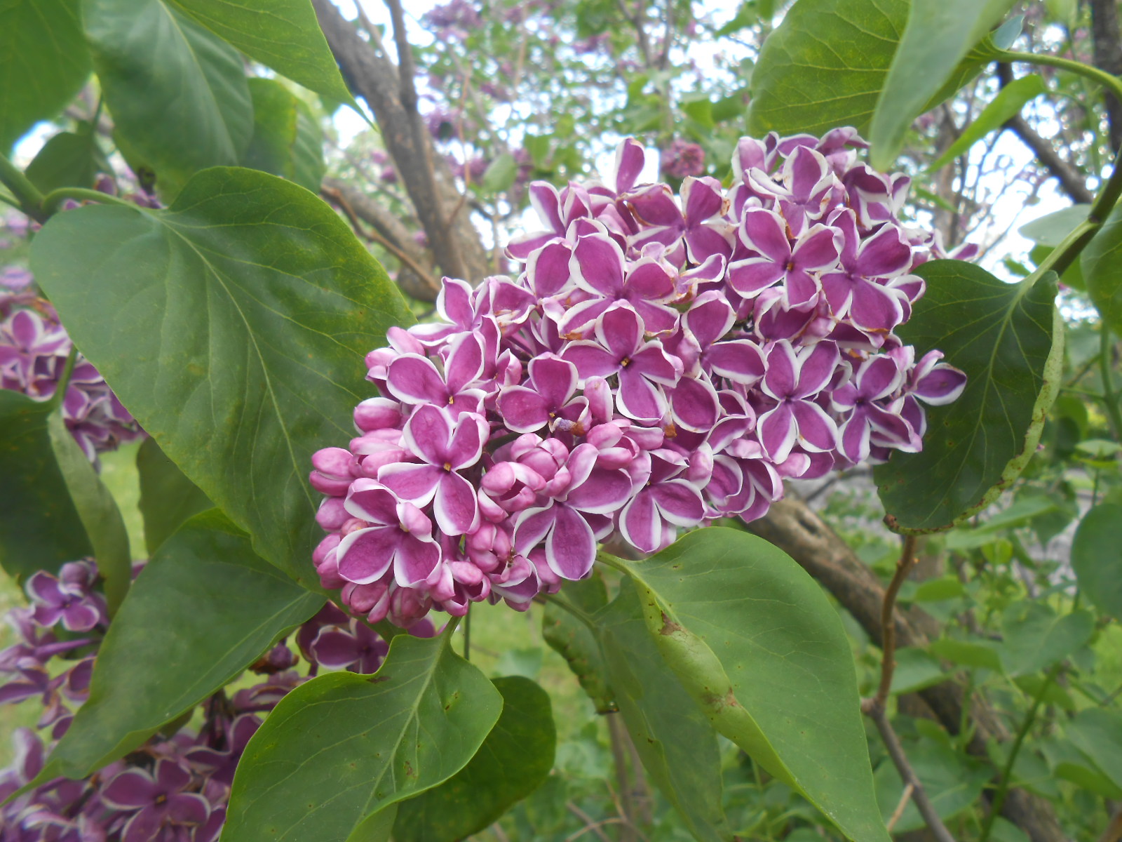 Syringa Vulgaris 'Sensation' - Pépinière Cramer Inc.