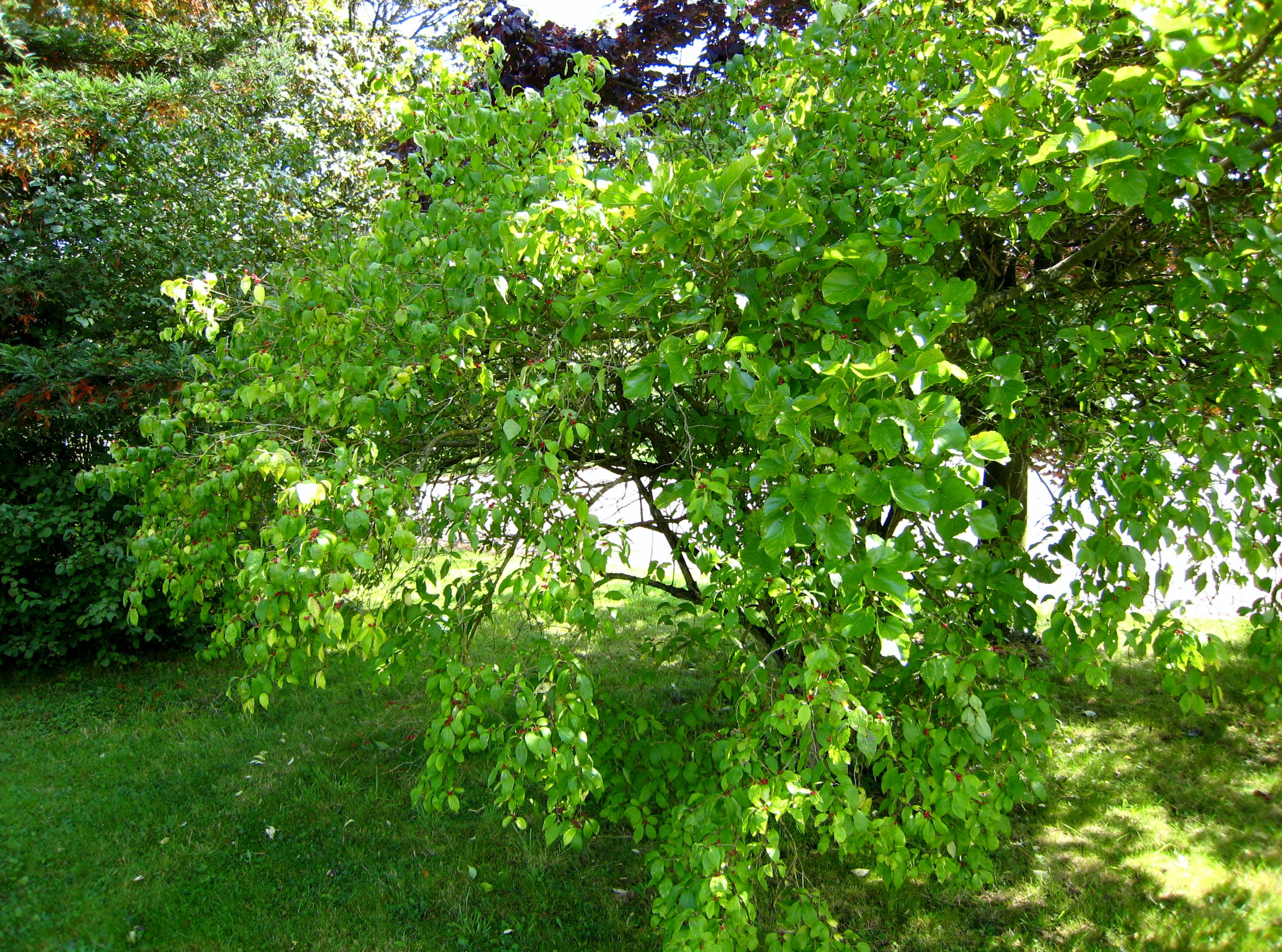 Arboretum National de Chevreloup