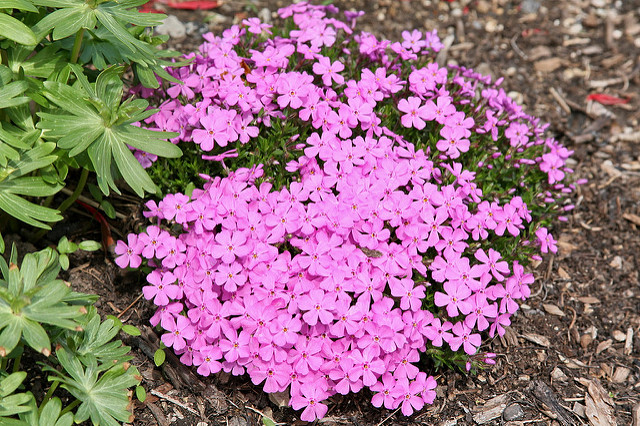 Emerald pink фиалка фото