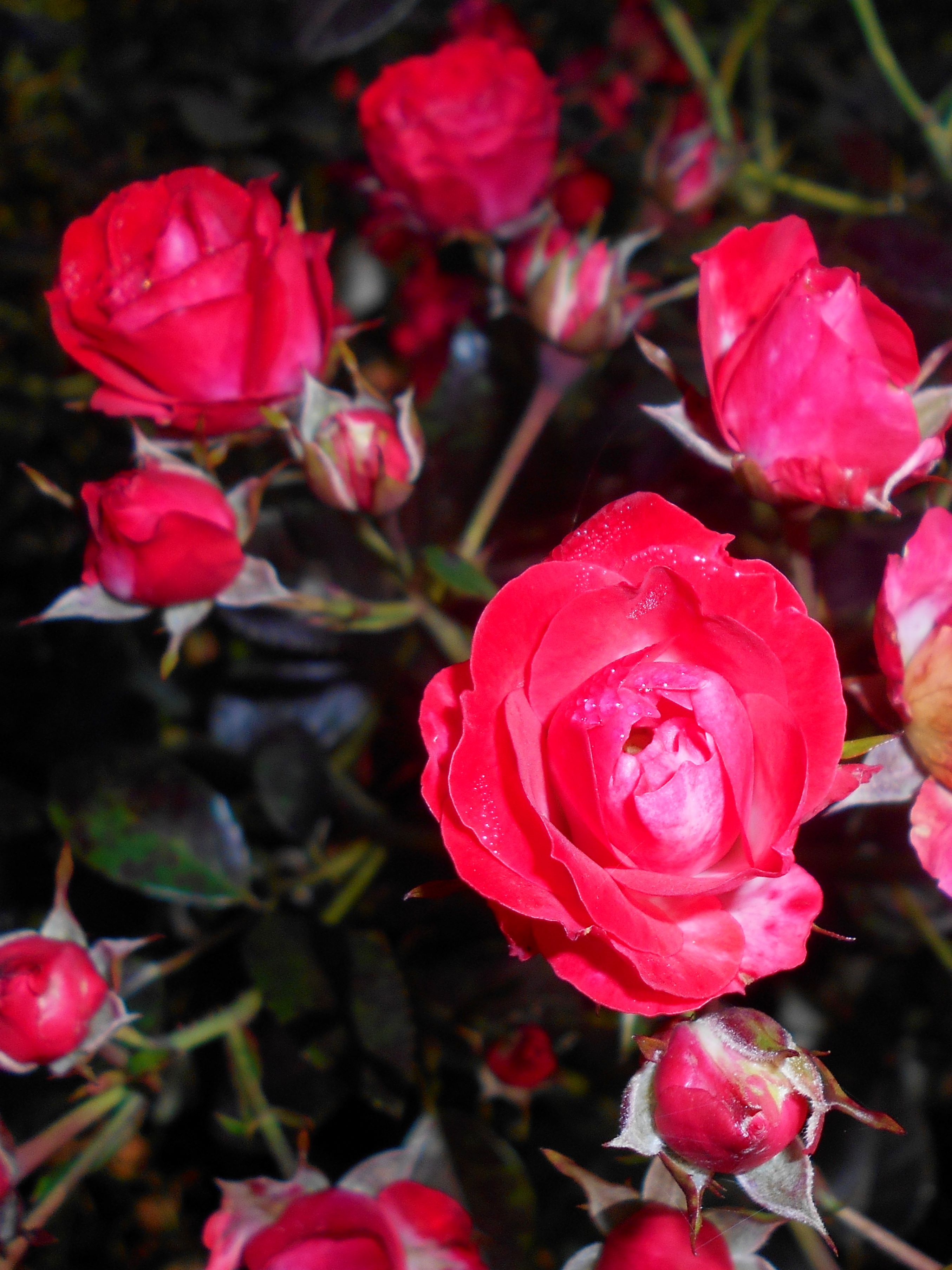 Scarlet rose. Роза Галия фото и описание.