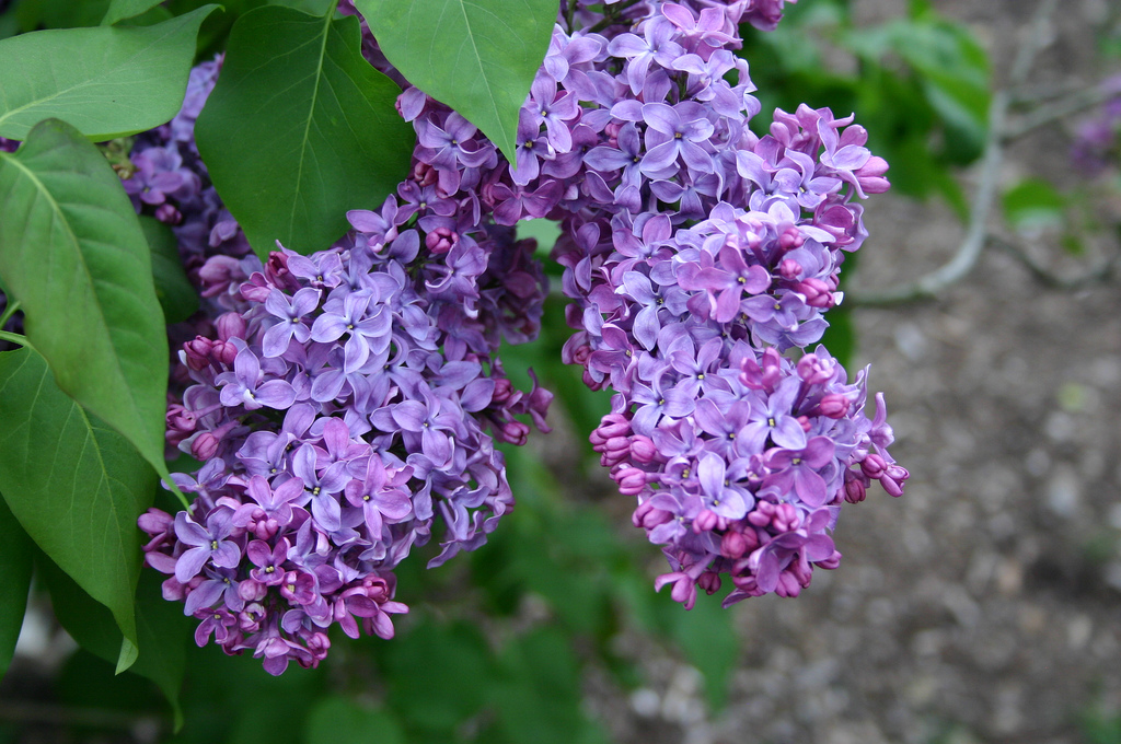 Syringa Vulgaris 'Congo' - Pépinière Cramer Inc.