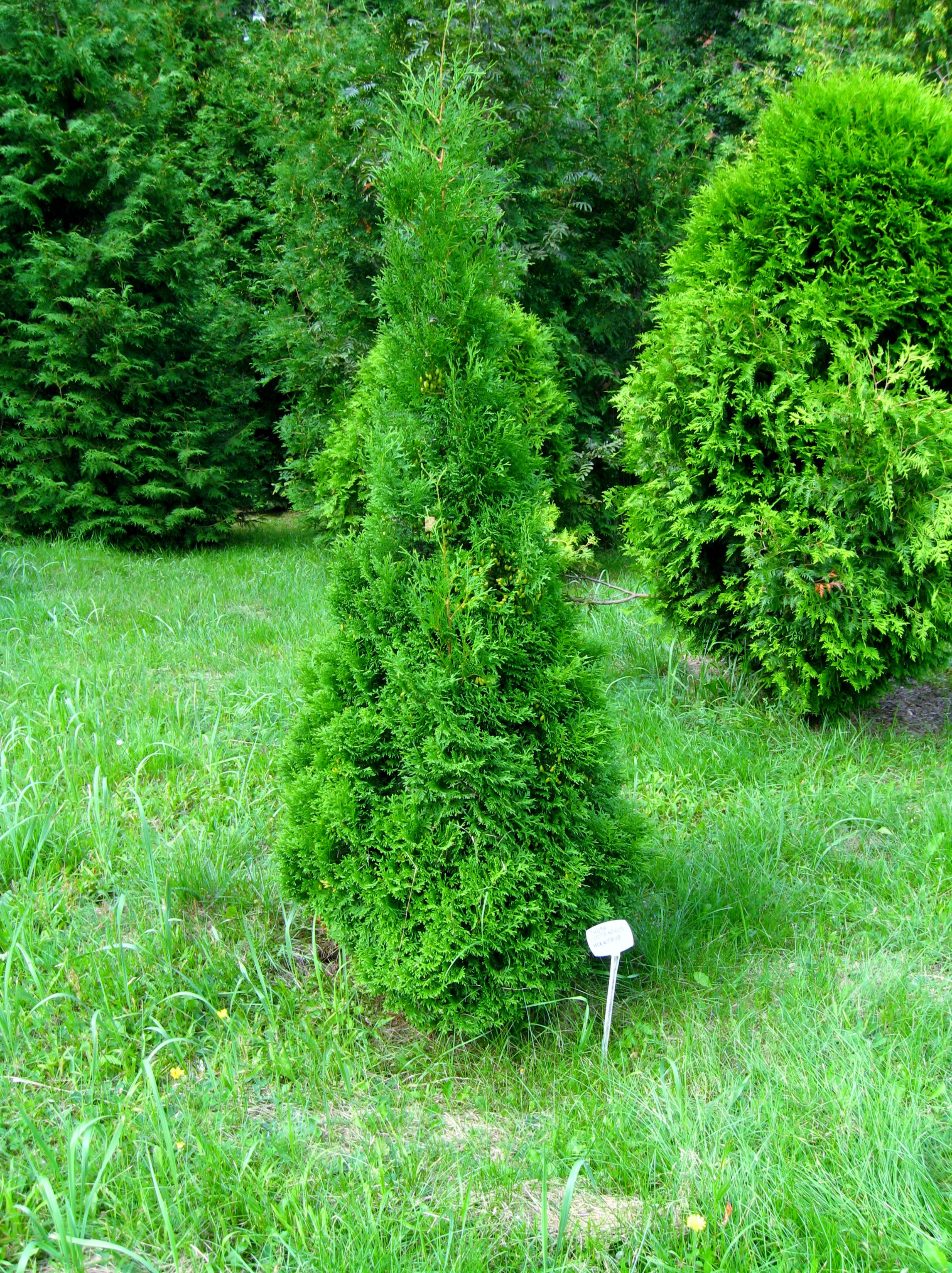 Thuja Occidentalis 'Holmstrup' - Pépinière Cramer Inc.